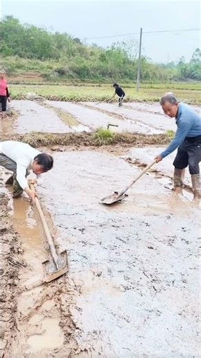 leveling the land in the rice fields before the rice planting process using simple tools #popular