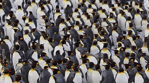 King Penguin Rookery with Hundreds of Penguins All Together Filling the Frame