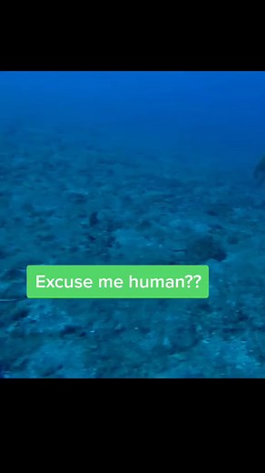 15K views · 1.5K reactions | Excuse me human… help | Rescue Turtles | Facebook