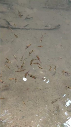 Feeding fish 🐠# pond#natural water source #fish