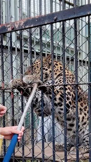 Rare Amur Leopard Training 🐆 | Keeper Checks Luna’s Claws