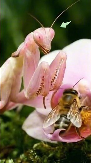 🌸 The Pink Flower That Bites! 😱 (Orchid Mantis Hunting)