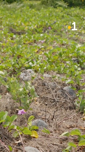 🌿🌳 Le service civique écologique, c’est l’opportunité d’agir concrètement sur le terrain pour protéger la biodiversité et devenir acteur du changement pour notre planète. | Réunion la 1ère