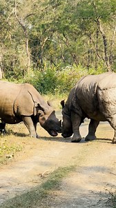 Rhinoceros mating time (part1)🦏😳📞9805827433 & 9867224090 Green Village Resort #jeepsafari #rhinoceros #mating #adventure #naturephotography #wildlife #foryou #foryoupageシ | Green Village Resort