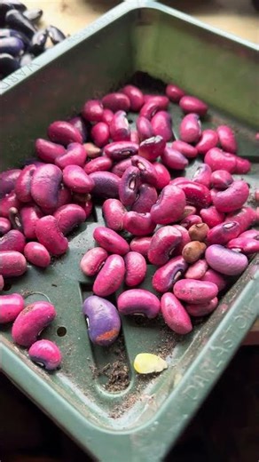 How do you cook runner beans?