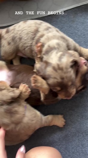 Bringing Home Your Dachshund Puppy