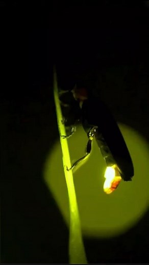 The Bugs That Glow in the Dark 😍✨