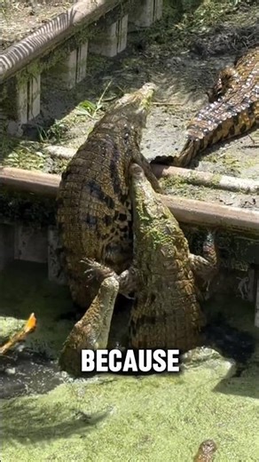 “How Millions of Crocodile Eggs Are Collected Every Year”