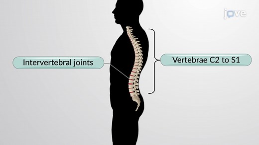Video: Articulations of the Vertebral Column