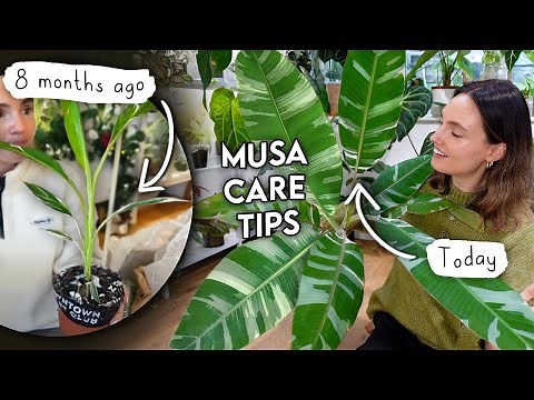 How I Grew My Musa HUGE In Less Than a Year 🌿 Variegated Banana Plant Care