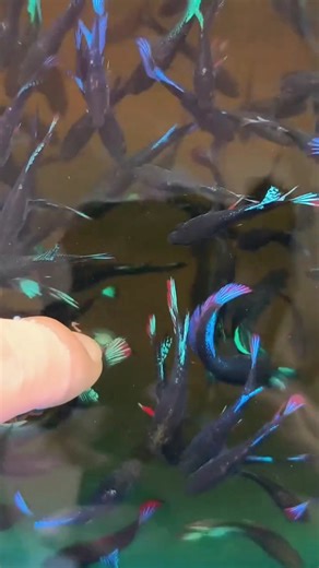 betta fish in community tank. 🥰😇👍❤💛