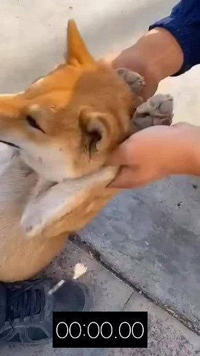 Lets do some exercise#dogsoftiktok #fyp