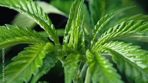 Cultivating marijuana, sativa weed leaves, buds under rain drops, macro texture