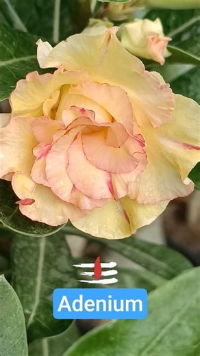 Amazing Adenium Plant Growing Method Different variety adenium #youtubeshorts #trendingshorts#shorts