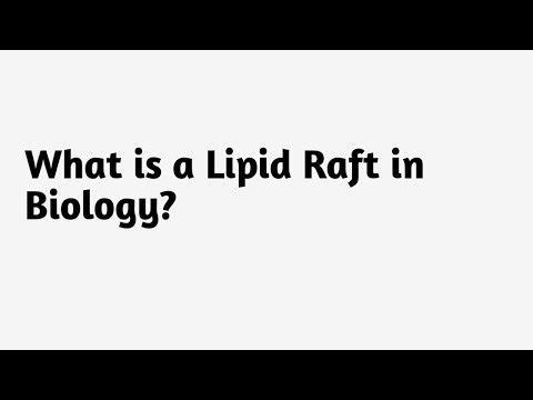 What is a Lipid Raft in Biology ?
