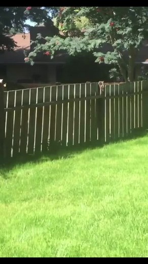 How To Built A Fence! #diy #alwayslearning #fence #fenceinstallation #tipsandtricks | BYOT