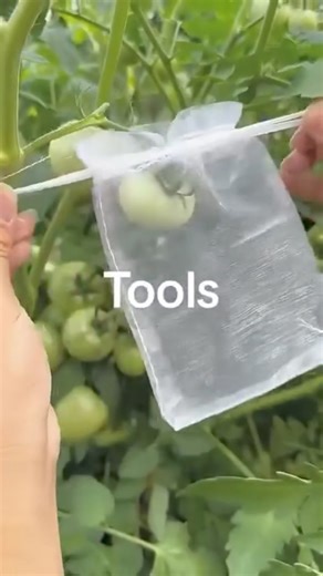 🍎✨ Shield Your Harvest with Love! Protect your fruits naturally with our breathable, pest-proof fruit protection bags—perfect for organic gardeners who want healthy, chemical-free 🌿 ✅ Keeps bugs and pests away without harmful sprays ✅ Allows air circulation to keep fruit fresh and vibrant ✅ Reusable and easy to use for season after season 🌱 Grow organic, protect with care, and enjoy a bountiful, beautiful harvest! 🛒 Get yours now and give your garden the gift of natural protection! | Extensi