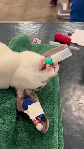 Ensuring Airway Access in Rabbits: V-Gel Placement & Surgical Procedures