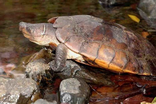 Philippine forest turtle ~ Everything You Need to Know with Photos | Videos