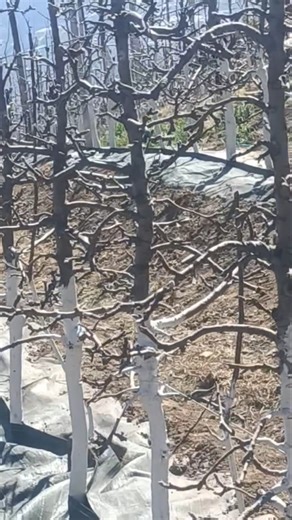 M9 Apple Rootstocks: The Key to Compact Apple Growing #shorts