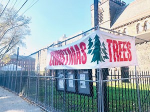 Where To Buy Or Cut A Fresh Christmas Tree Near Maplewood