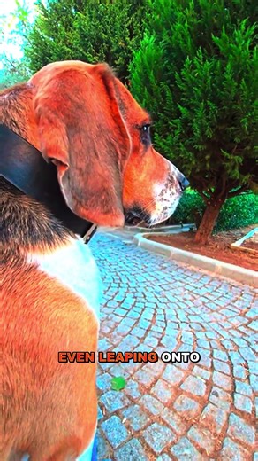 Chipmunks Can Defy Physics