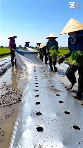 Why Chinese Farmers Grow More Rice With Less Effort | Smart Rice Farming Technology