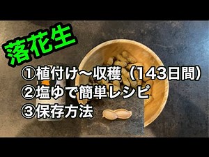 落花生の植付け〜収穫まで（期間143日）落花生の塩茹でレシピ。保存方法。【荒地の開墾74】