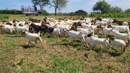 26K views · 1.3K reactions | Hello Africa! Welcome to Uganda the pearl of Africa! For commercial goat farming: 0779 483489 | Menigte Farms Ltd | Facebook