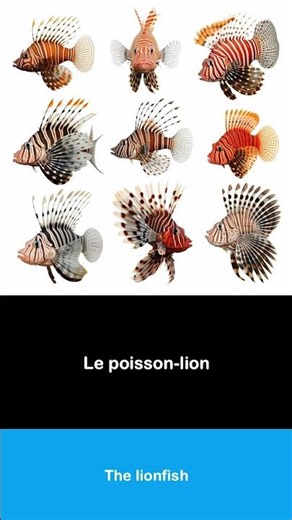 How to pronounce French I Le poisson lion