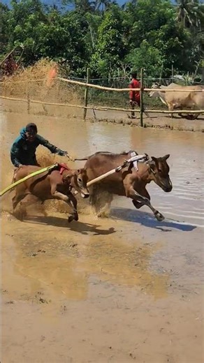 Pacu Jawi Story‼️ The Wild Bull Race from West Sumatra, Indonesia 🇮🇩 | Traditional Mud Sport #shorts