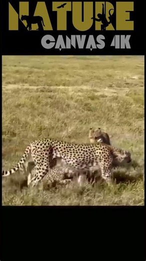 Cheetah's Clever Trick to Outsmart the Gazelle | Epic Predator-Prey #shorts