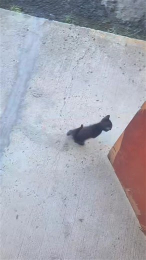 odetowhy (@odetowhy)’s video of hell yeah core