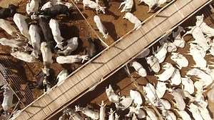 Large livestock confinement farm. Aerial view of a large beef cattle feedlot farm. Brazilian breed mixing nellore and angus. Brazilian livestock fattening cattle.