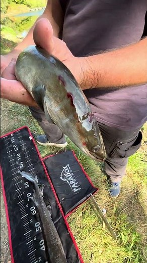 Eel caught in 25-degree sunshine #fishing #fish
