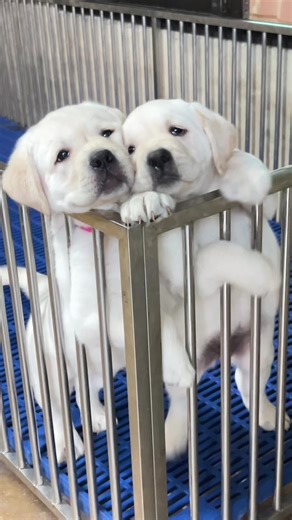 Adorable Labrador Retrievers: Why They're the Best Pets