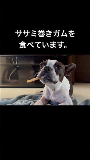 ボストンテリア3つ子の朝ルーティン #いぬのいる暮らし #pets #ボストンテリア