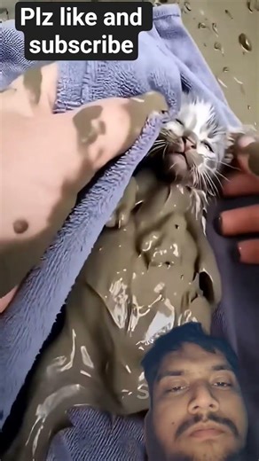 Kitten Helplessly Stuck in Mud Is Rescued by a Man and Given a Safe Home