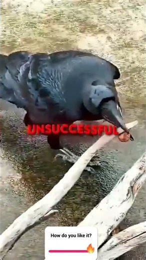 The Smartest Crow Ever 🧠🐦‍⬛ #shorts