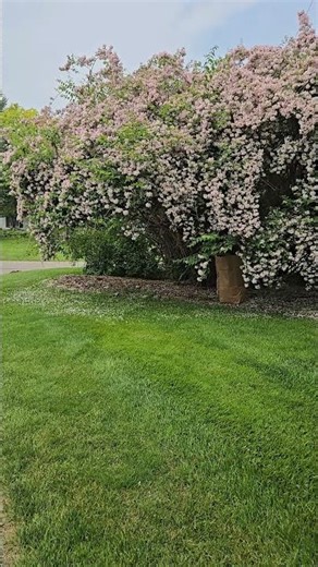 Nature’s Calm: A Stunning Tree and Its Gentle Sounds