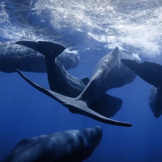 Tomorrow, get an up close and personal experience with whales like you've never had before. #SecretsOfTheWhales streams tomorrow on Disney | National Geographic