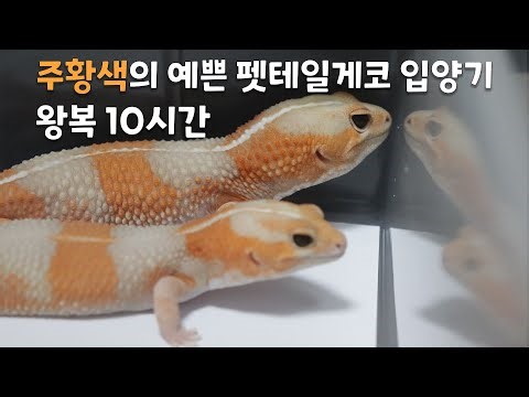 펫테일 게코 입양하러 논산까지 다녀왔습니다.