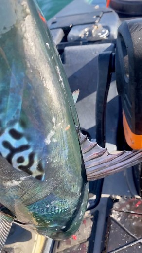 False Albacore are a really cool looking fish #interesting #fish #tuna #cool | Fish RI