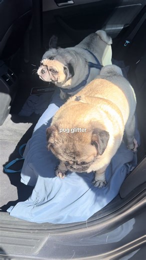 Understanding Pug Shedding: Tips and Tricks