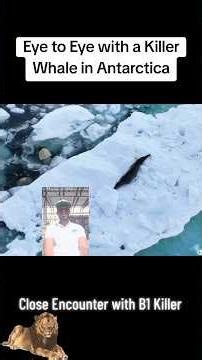 Wild Seal Vs B1 Antarctic Orcas