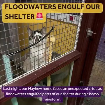 🚨 Emergency Appeal: Help us after flash flooding 🚨 To our Mayhew Family, Last night, we faced an unexpected crisis as floodwaters engulfed parts of our shelter during a heavy rainstorm. Thankfully, our dedicated staff were on site, and the dogs and cats in our care were not impacted. Always putting our animals first, we sprang into action but now we are working to minimise the damage and need your urgent support! This has happened at such a challenging time for us, we are at full capacity. The