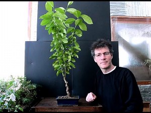 Lemon Tree Bonsai, April 2016