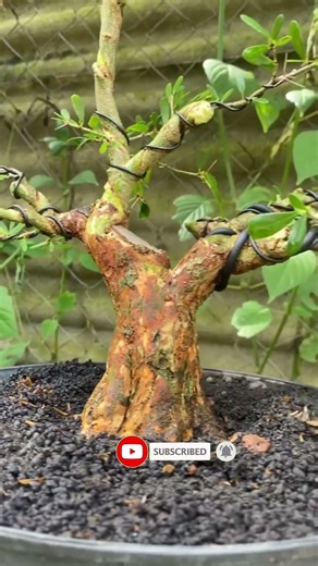 GANTI MEDIA BIAR LEBIH SUBUR #shorts