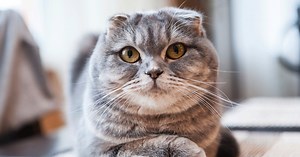 Caractère, soins, origines : tout ce qu’il faut savoir sur le chat Scottish Fold