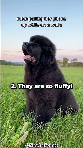 Top 5 Reasons Why You Should Get A Newfoundland!